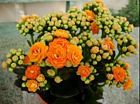 Kalanchoe image 1