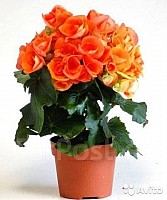 Begonia Blooming image 1