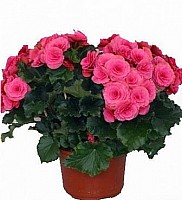 Begonia Blooming image 0