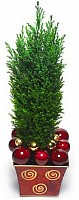 Live Fir-Tree image 2