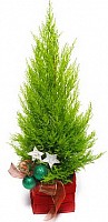 Live Fir-Tree image 0