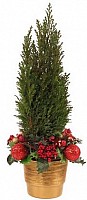 Live Fir-Tree image 1