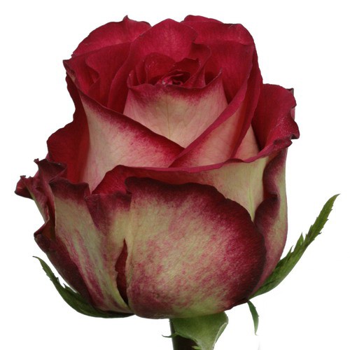 Елітні Унікальні Троянди image 0
